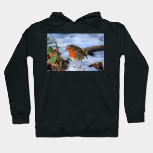 Little red robin in the snow at Christmas time Hoodie